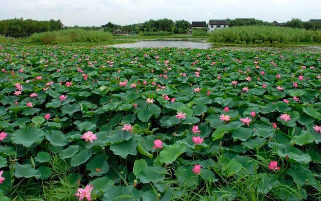 春色莫辜負(fù),常熟兩大景點(diǎn),沙家浜VS尚湖,哪個更值得一去?