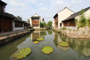 秋風起蟹腳癢，陽澄湖沙家浜兩日尋味游